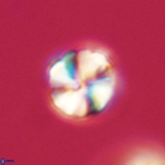 Heliolithus aktasii 66539