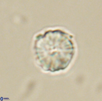 Heliolithus aktasii 66532