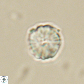 Heliolithus aktasii 66532