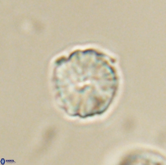 Heliolithus aktasii 66533