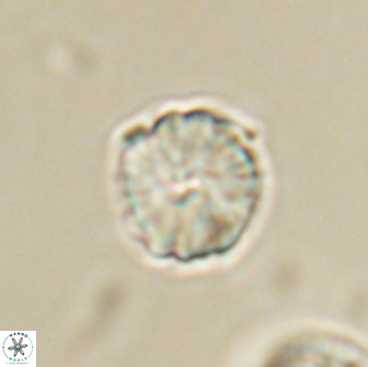 Heliolithus aktasii 66533