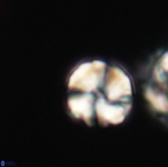 Heliolithus aktasii 66544