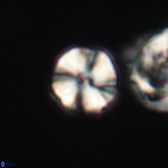 Heliolithus aktasii 66545