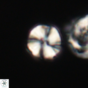 Heliolithus aktasii 66545