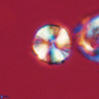 Heliolithus aktasii 66546