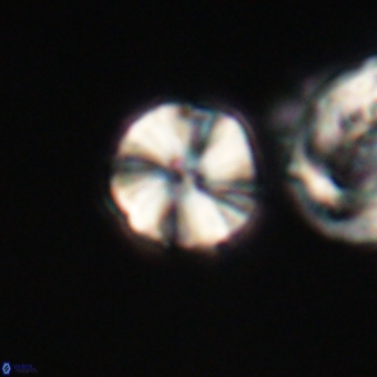 Heliolithus aktasii 66548