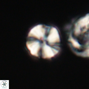 Heliolithus aktasii 66548