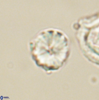 Heliolithus aktasii 66549