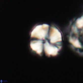 Heliolithus aktasii 66543