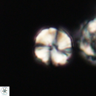 Heliolithus aktasii 66543