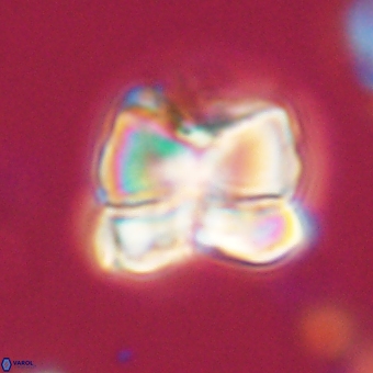 Heliolithus aktasii 68884