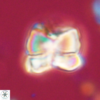 Heliolithus aktasii 68884