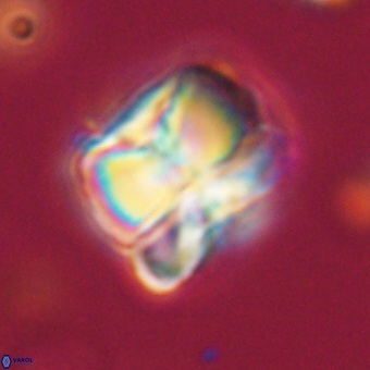 Heliolithus aktasii 68885