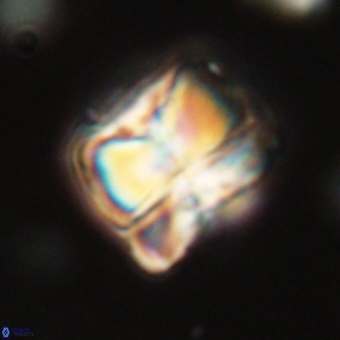 Heliolithus aktasii 68886