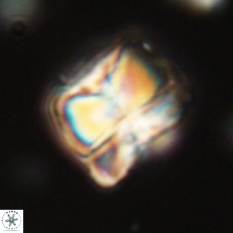 Heliolithus aktasii 68886