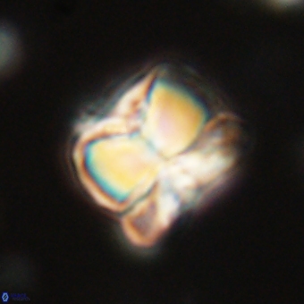 Heliolithus aktasii 68887