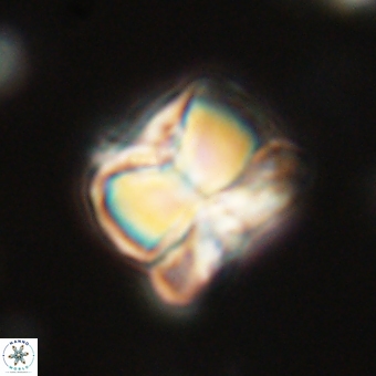 Heliolithus aktasii 68887
