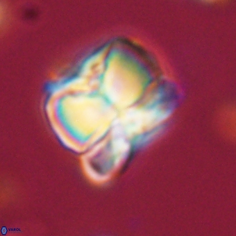 Heliolithus aktasii 68888