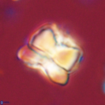 Heliolithus aktasii 68889