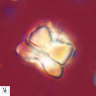 Heliolithus aktasii 68889