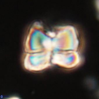 Heliolithus aktasii 68883