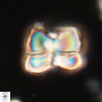 Heliolithus aktasii 68883