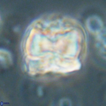 Heliolithus aktasii 68894