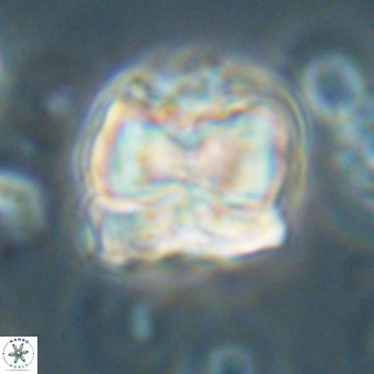 Heliolithus aktasii 68894