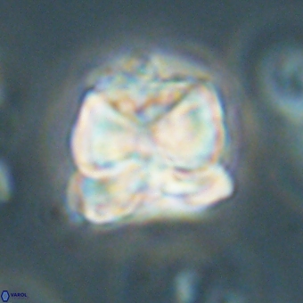 Heliolithus aktasii 68895