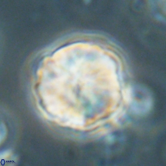 Heliolithus aktasii 68896