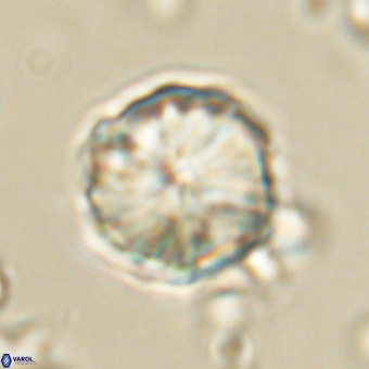 Heliolithus aktasii 68897