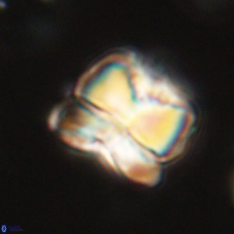 Heliolithus aktasii 68890