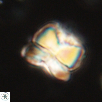 Heliolithus aktasii 68890