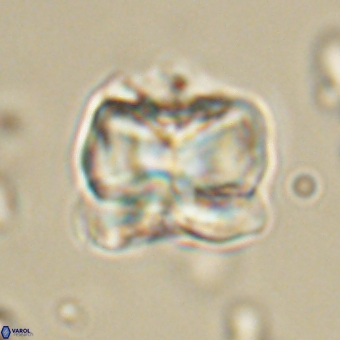 Heliolithus aktasii 68891