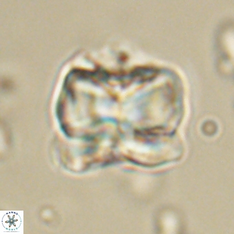Heliolithus aktasii 68891
