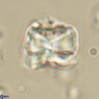 Heliolithus aktasii 68892