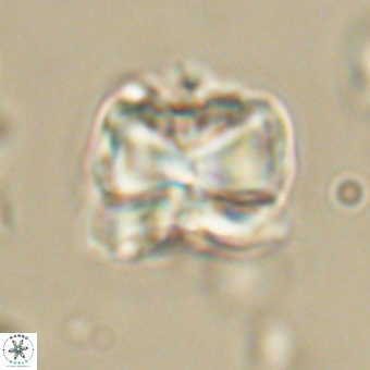 Heliolithus aktasii 68892