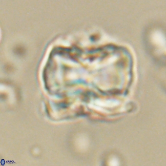 Heliolithus aktasii 68893