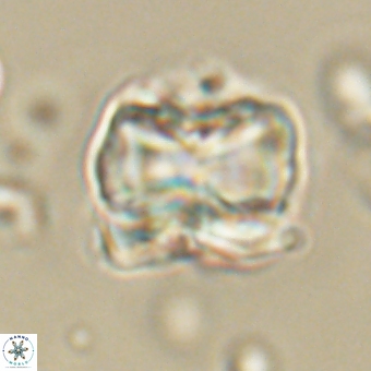 Heliolithus aktasii 68893
