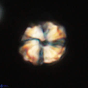 Heliolithus aktasii 68904