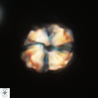 Heliolithus aktasii 68904