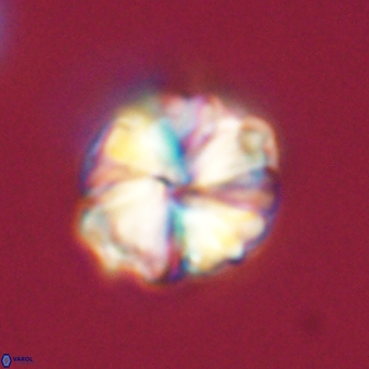 Heliolithus aktasii 68906