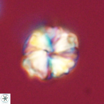 Heliolithus aktasii 68906