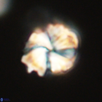 Heliolithus aktasii 68907