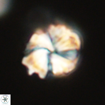 Heliolithus aktasii 68907