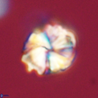 Heliolithus aktasii 68908