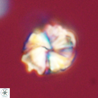 Heliolithus aktasii 68908