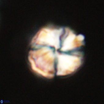 Heliolithus aktasii 68909