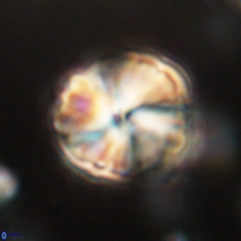 Heliolithus aktasii 68903