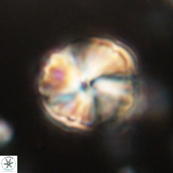 Heliolithus aktasii 68903
